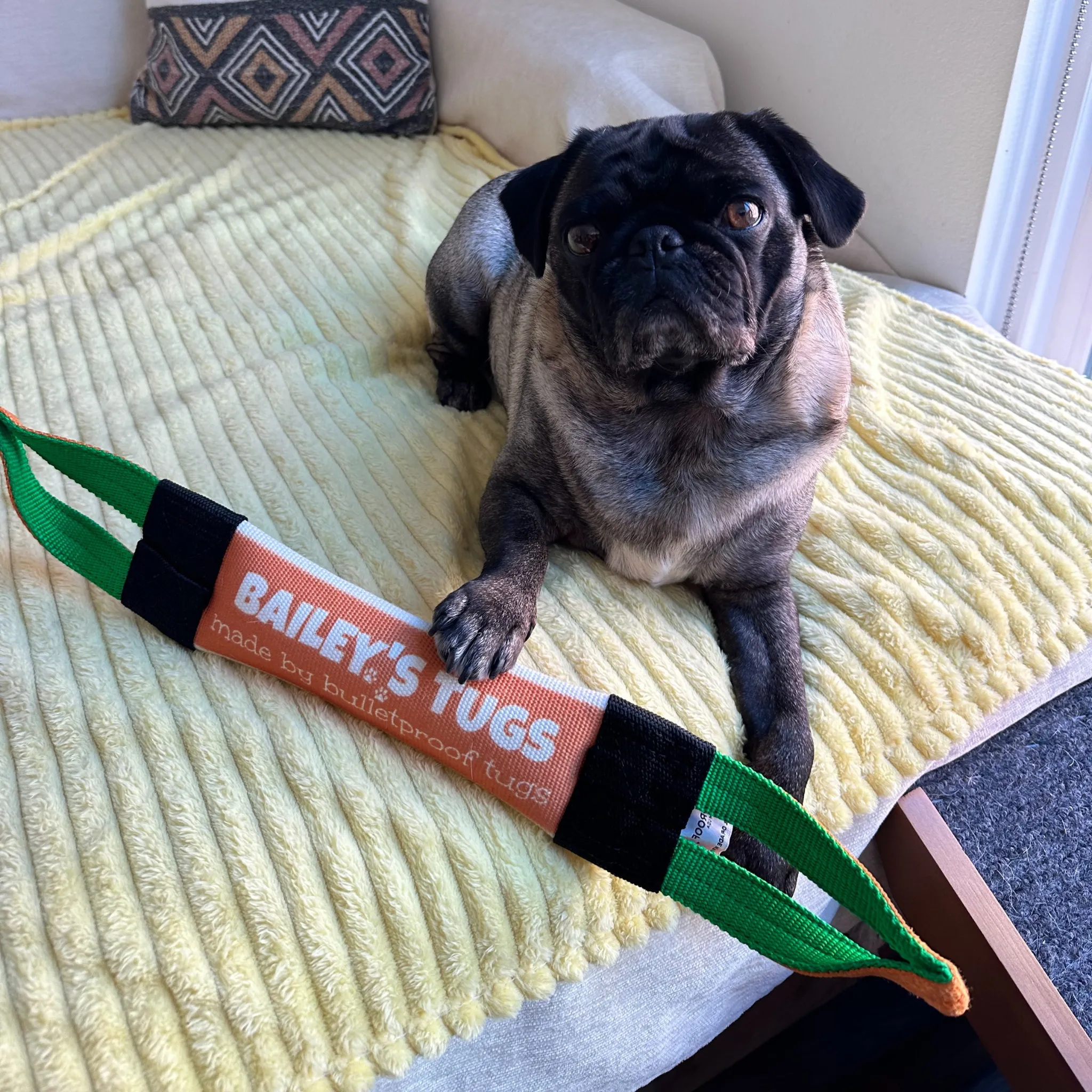 Bailey's Interactive Tug Toy for Dogs