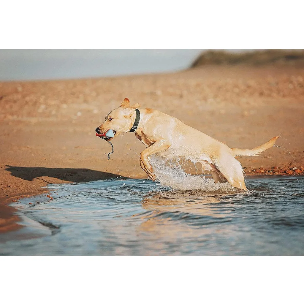 Chuckit! Amphibious Bumper Fetch & Float Dog Toy, Medium (Color Varies)