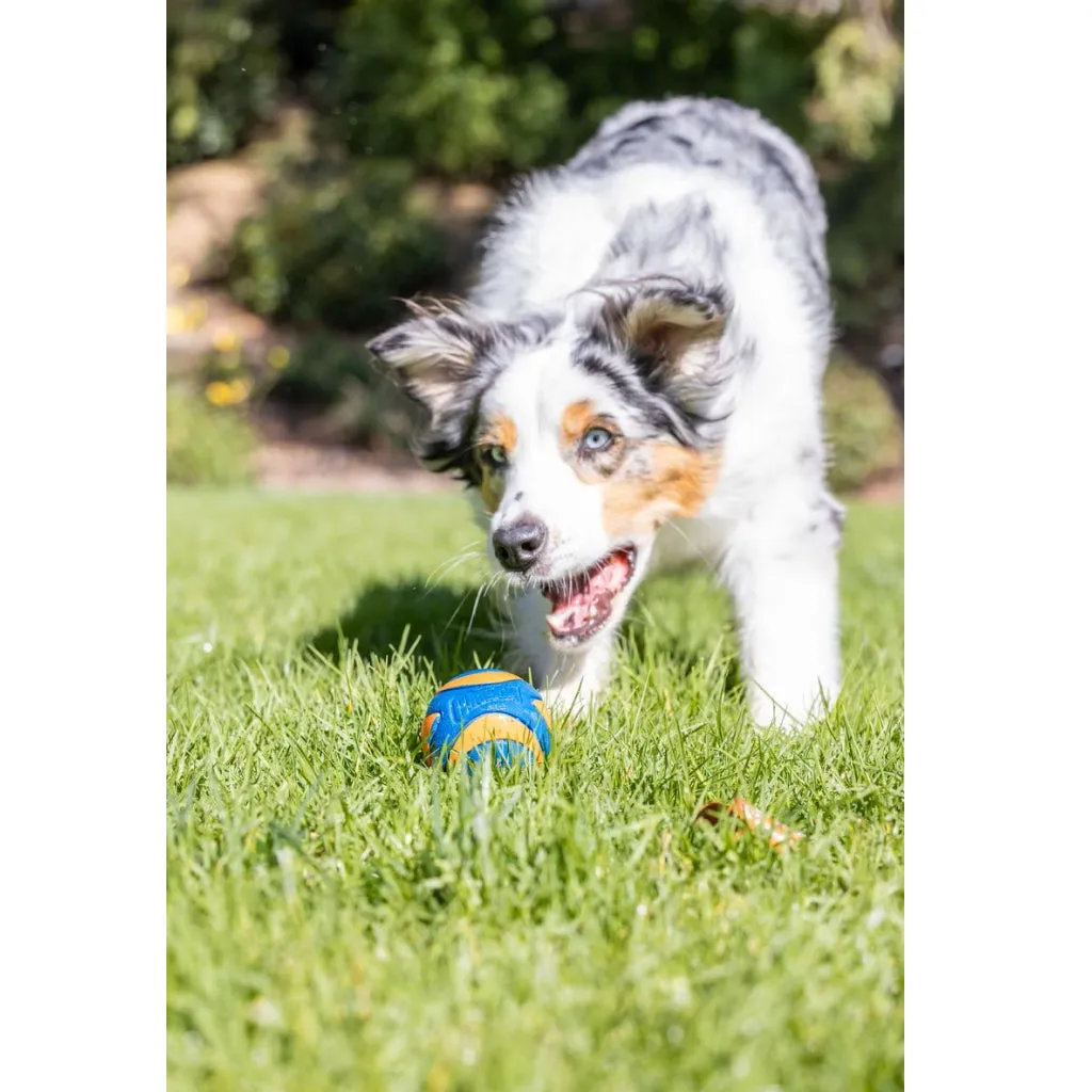 Chuckit! Ultra Squeaker Ball Toy For Dogs, Medium
