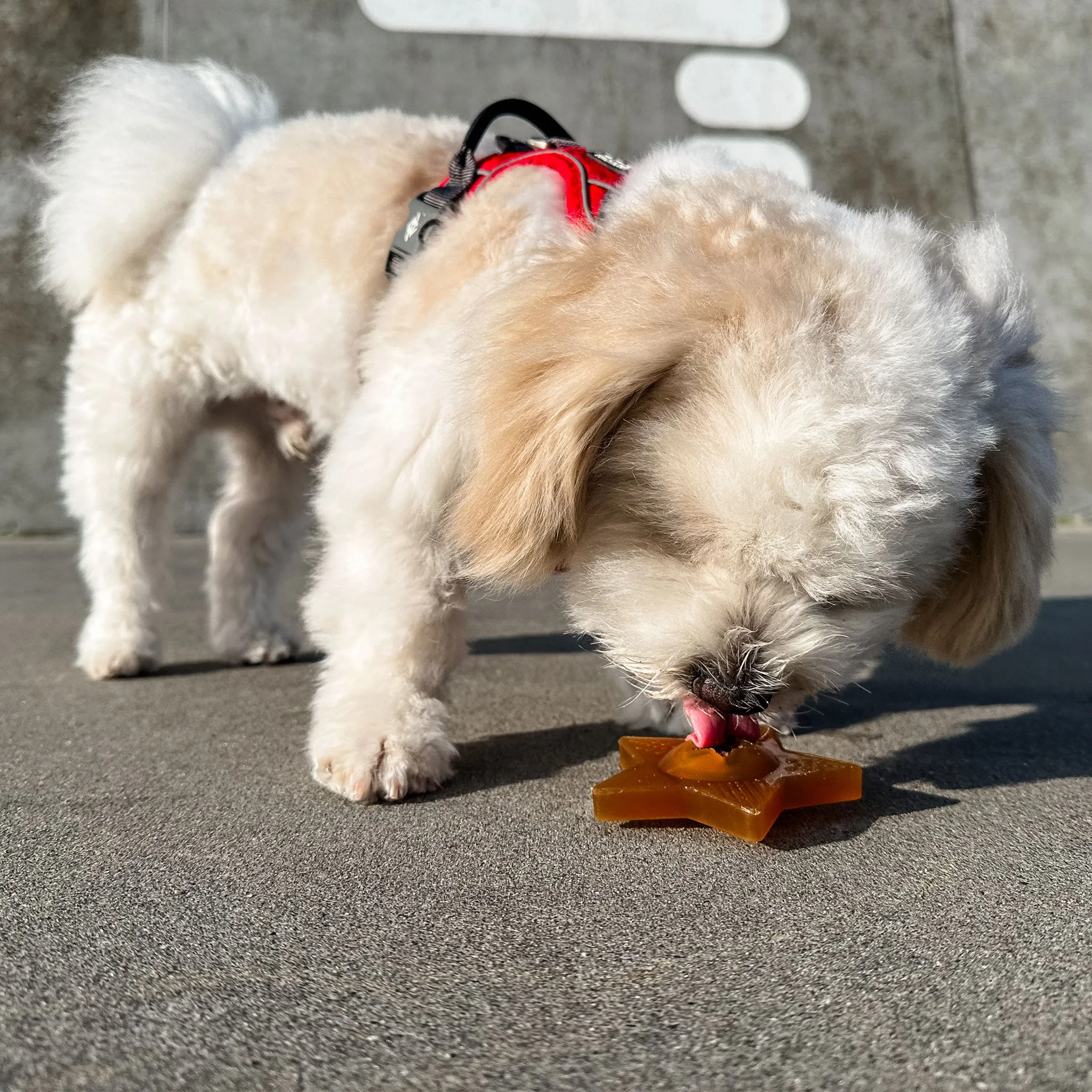 Hevea Natural Rubber Star Treat Dog Toy