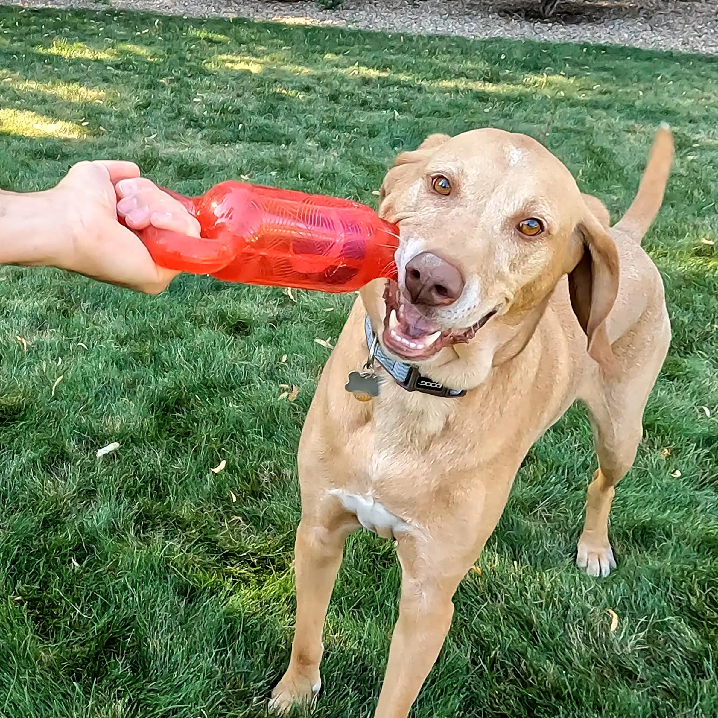 Kong Jumbler Tug, Assorted Colors, Dog Toy