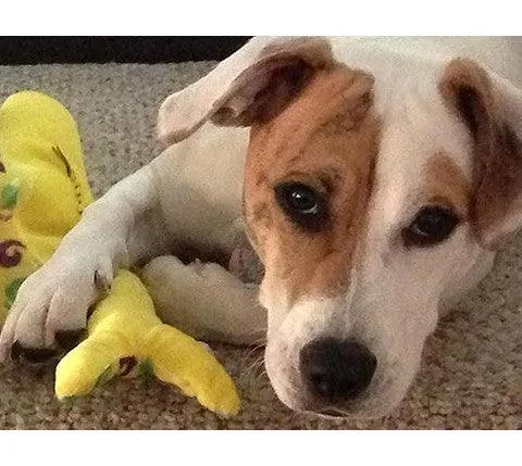Small Stuffed SQUEAKY Dog & Puppy Toys / 10-30 lbs.