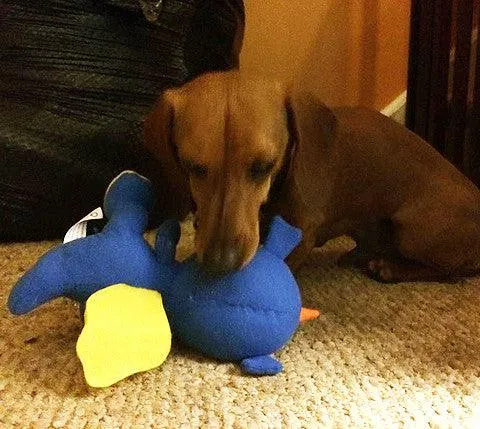 Small Stuffed SQUEAKY Dog & Puppy Toys / 10-30 lbs.